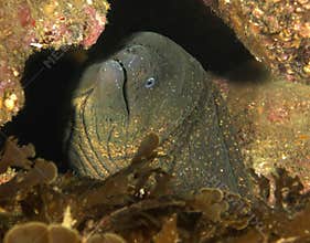 Giant Moray eel, Catalina Island, California