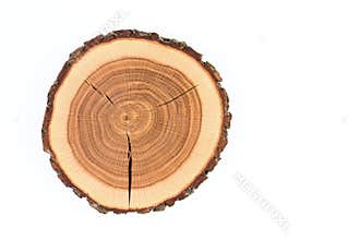 Tree trunk