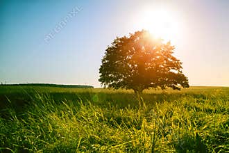 Magical sunrise or sunset over single tree