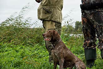 German pointer hunting