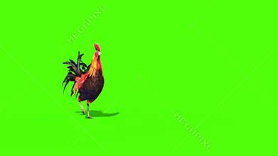 Rooster Plumage Walks Front Green Screen 3D Rendering Animation