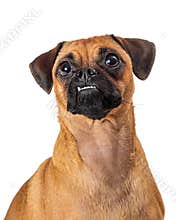 Pug and Beagle Crossbreed Dog Closeup
