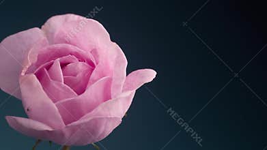 Timelapse of Blooming Pink Rose Outdoors. Flower Opening Backdrop.