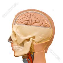Human brain anatomy
