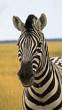 Portrait of African striped coat zebra