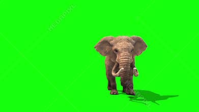 Elephant Walks Front Green Screen