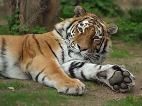 Siberian Tiger, Amur Tiger