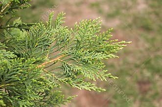 Leyland cypress branch Argentina