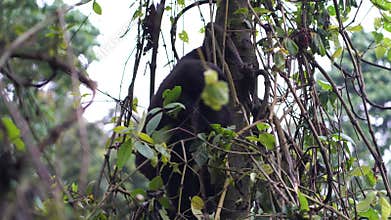 A baby gorilla sits on a tree, chews on vegetation, and goes down the tree