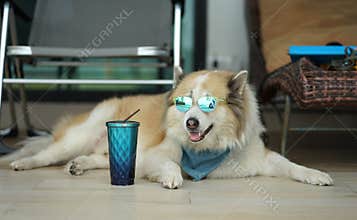 Large brown color mixed breed dog lying on the floor with blue sunglass