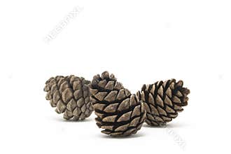 Conifer cone
