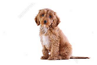 Puppy Cockapoo isolated on white