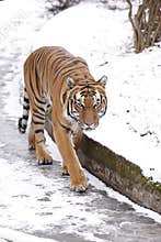 Amur tiger