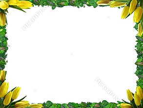 SPRING BORDER