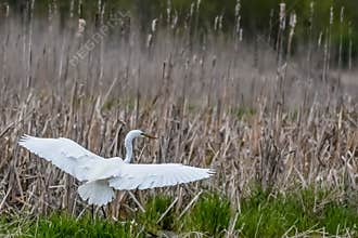 Great White Egret Flying Near Wetland