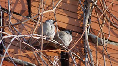 Two sparrows on the branches of a creeper chirp