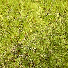 Needles of a conifer