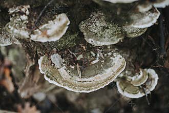 Wood mushrooms