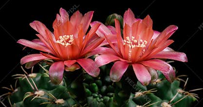 Red Colorful Flower Timelapse of Blooming Cactus Opening