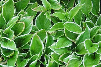 Hosta foliage