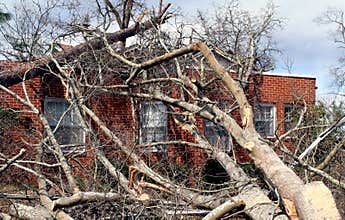 Fallen Tree on Brick House