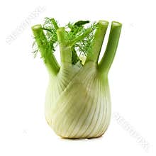 Fennel
