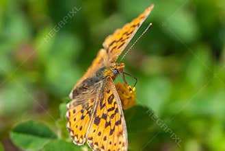 Alpine hairy close-up butterfly with a eye like soccer ball on yellow flower