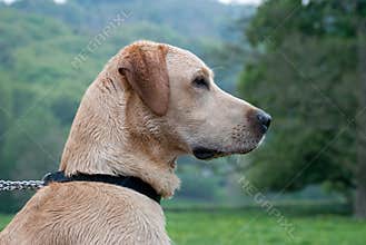 Labrador dog