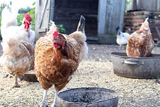 Hens posing in farm. Chickens feeding.