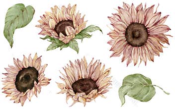Watercolor set of isolated sunflowers and leaves in realistic style. Beautuful fall floral clipart.