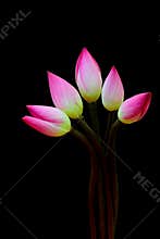 Five bicolor lotus flower buds against dark background