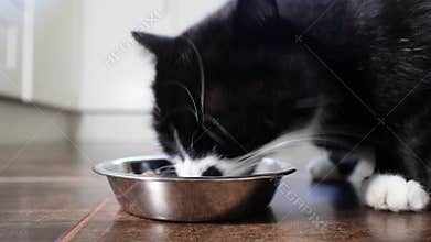 Black cat eating at home