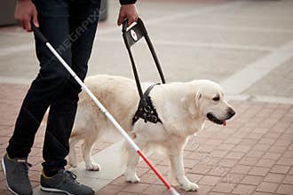 Young blind man with stick and guide dog walking