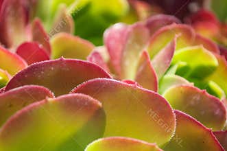 Red Desert Plant