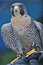 Peregrine Falcon