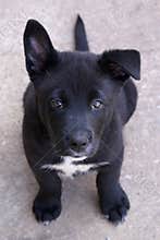 Puppy Dog