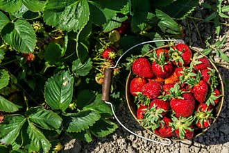 Strawberry field on farm fresh ripe strawberry in bucket next to strawberries bed