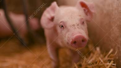Pigs on livestock farm, pigs farm, livestock farm. Modern Agricultural Pigs Farm