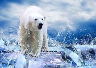 Bear Hunter