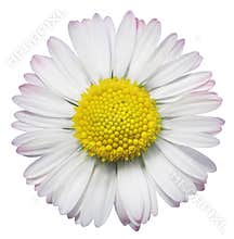 Common Daisy flower