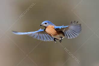 Bluebird In Flight