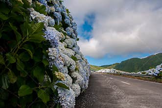 Hydrangeas are the typical flowers of the Azores Islands