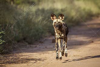 African wild dog in Kruger National park, South Africa