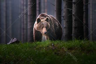 A brown bear in the forest. Big Brown Bear. Bear sits on a rock. Ursus arctos.