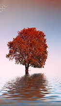 The lonely tree