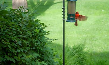 Cardinal Landing on a bird feeder