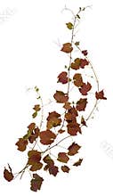 Cut out ivy plant. Wine plant in autumn