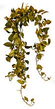 Cut out ivy plant. Tropical vegetation