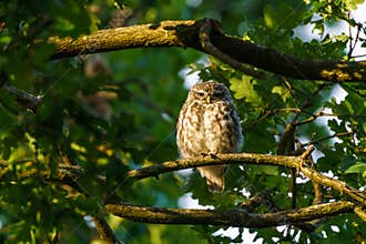 Little Owl (Athene noctua) surrounded by leaves in a tree, taken in the UK