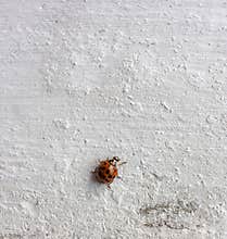 Red ladybug on a grunge white wall with cracks